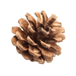 Pomme de pin