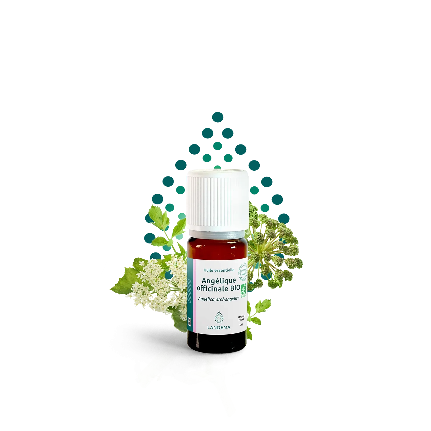Angélique officinale BIO