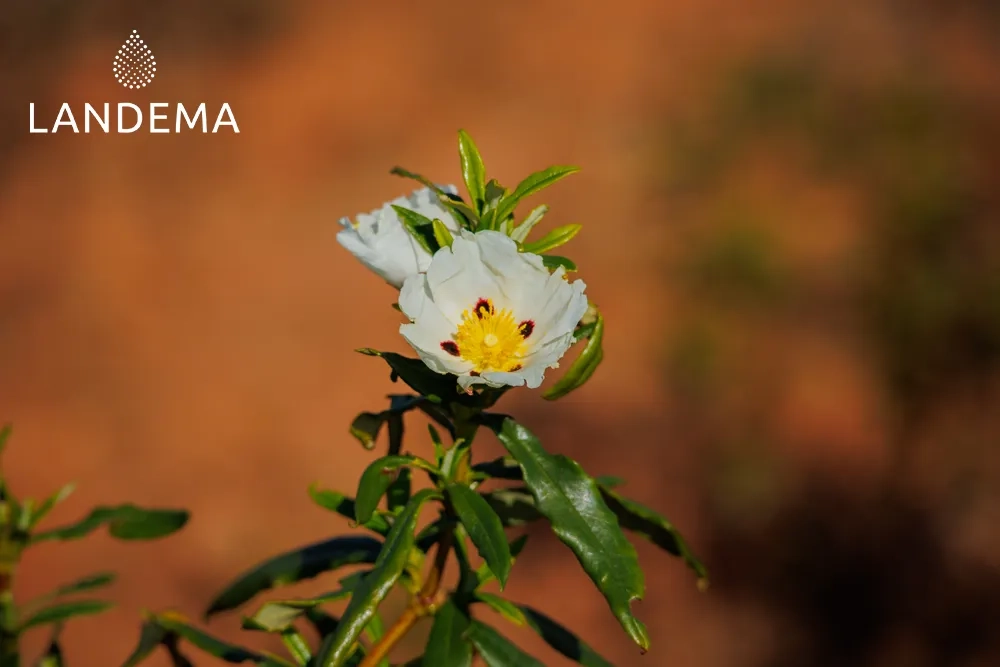 Labdanum