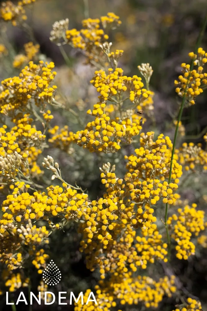 Immortelle BIO
