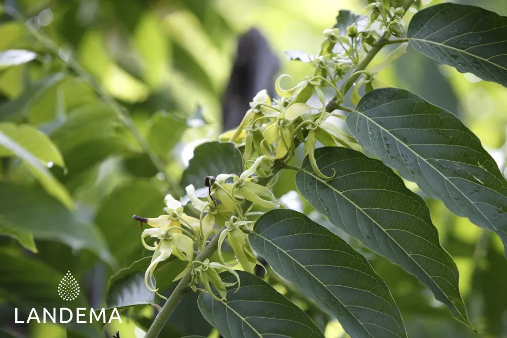 Ylang-Ylang Complète BIO FFL