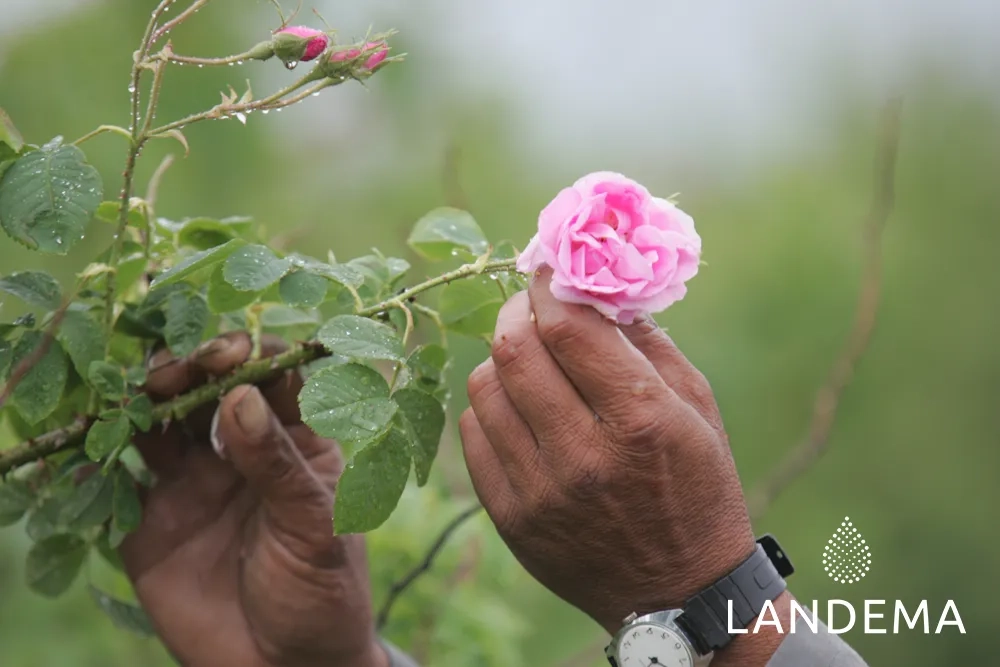 Rose de Damas