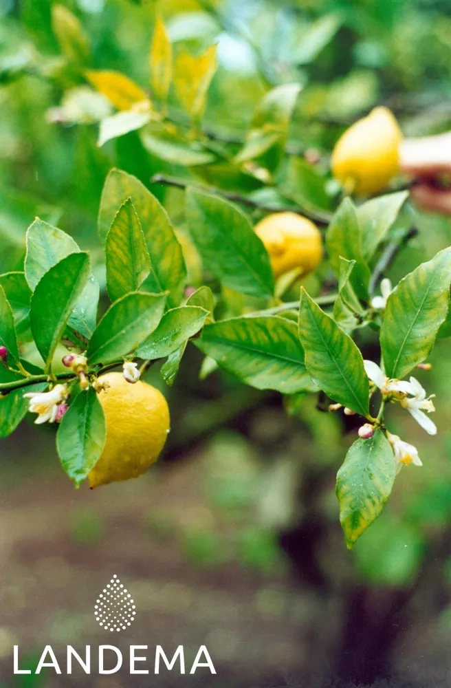 Citron BIO