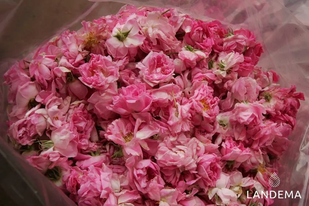 Rose de Damas