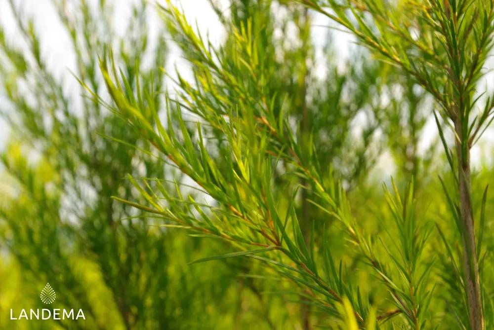 Tea Tree (Arbre à thé) BIO FFL