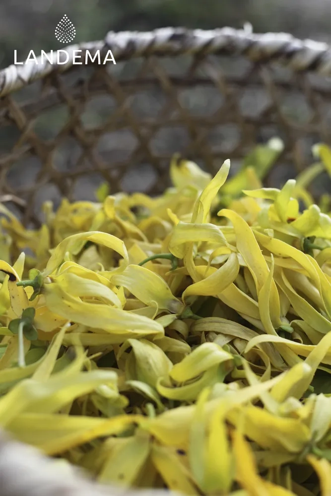 Ylang-Ylang Extra