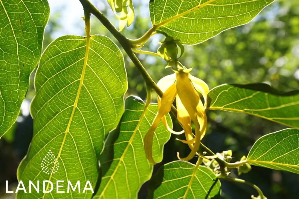 Ylang-Ylang Complète BIO FFL