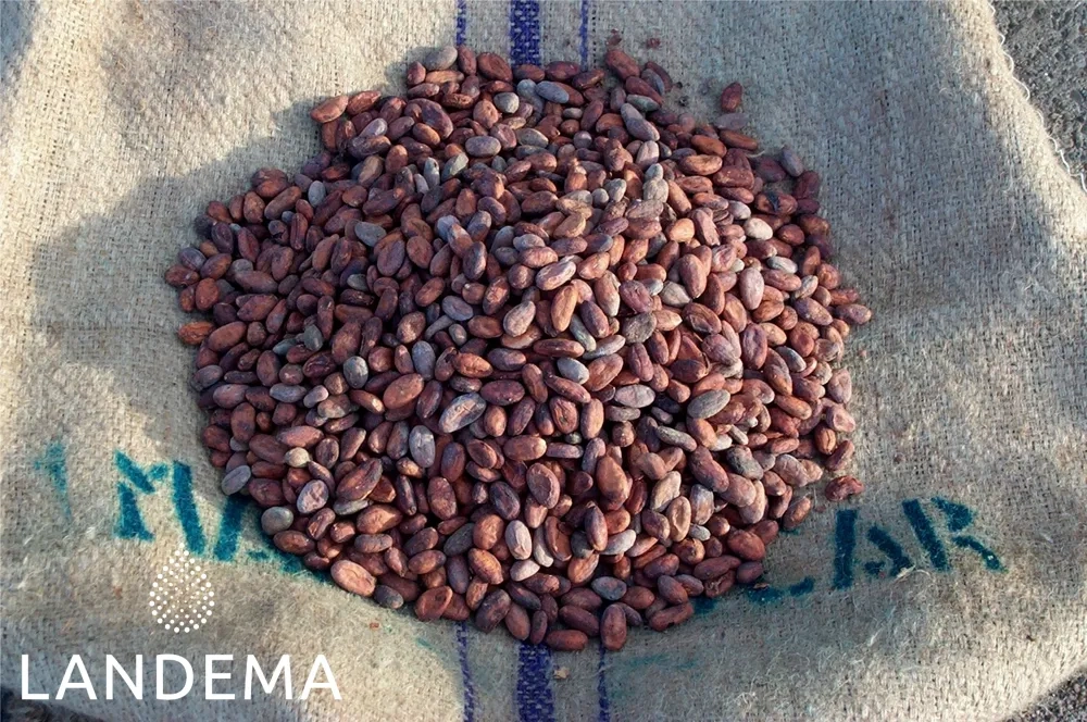 Cacao Signature
