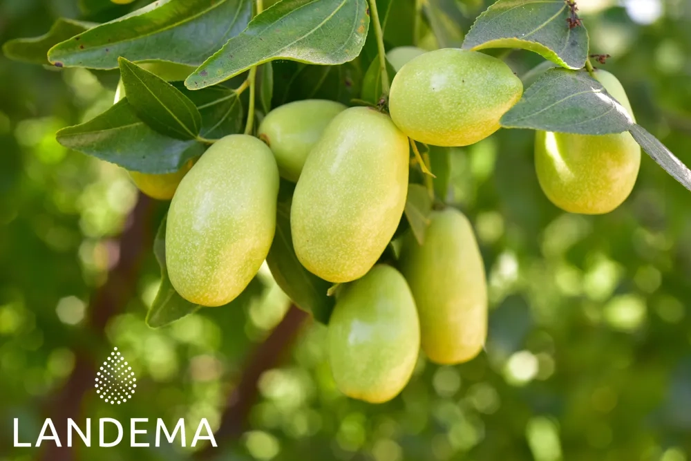 Jojoba Bio COS