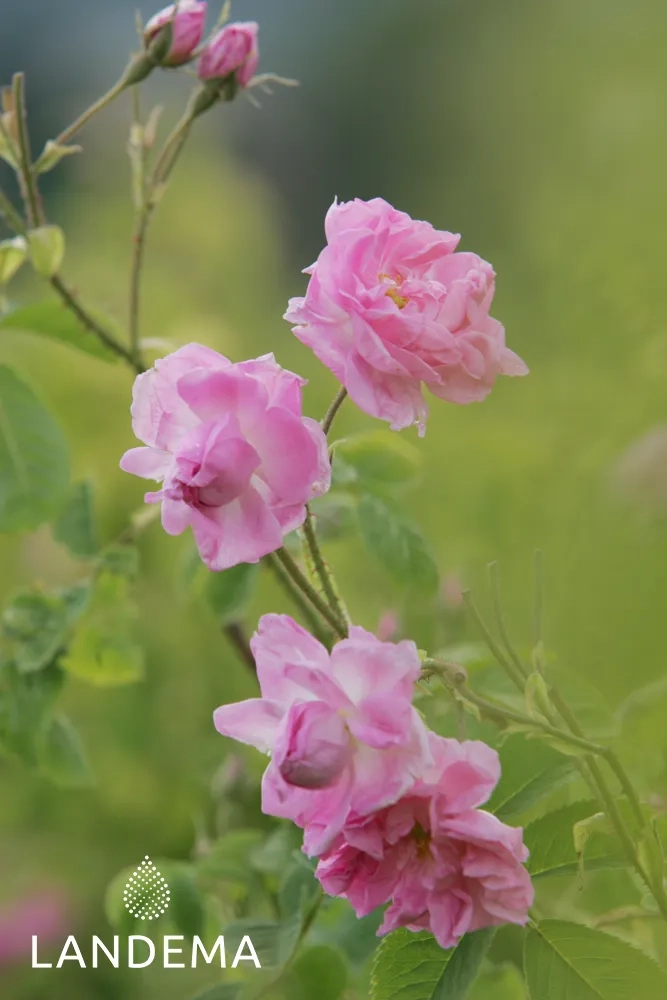 Rose de Damas