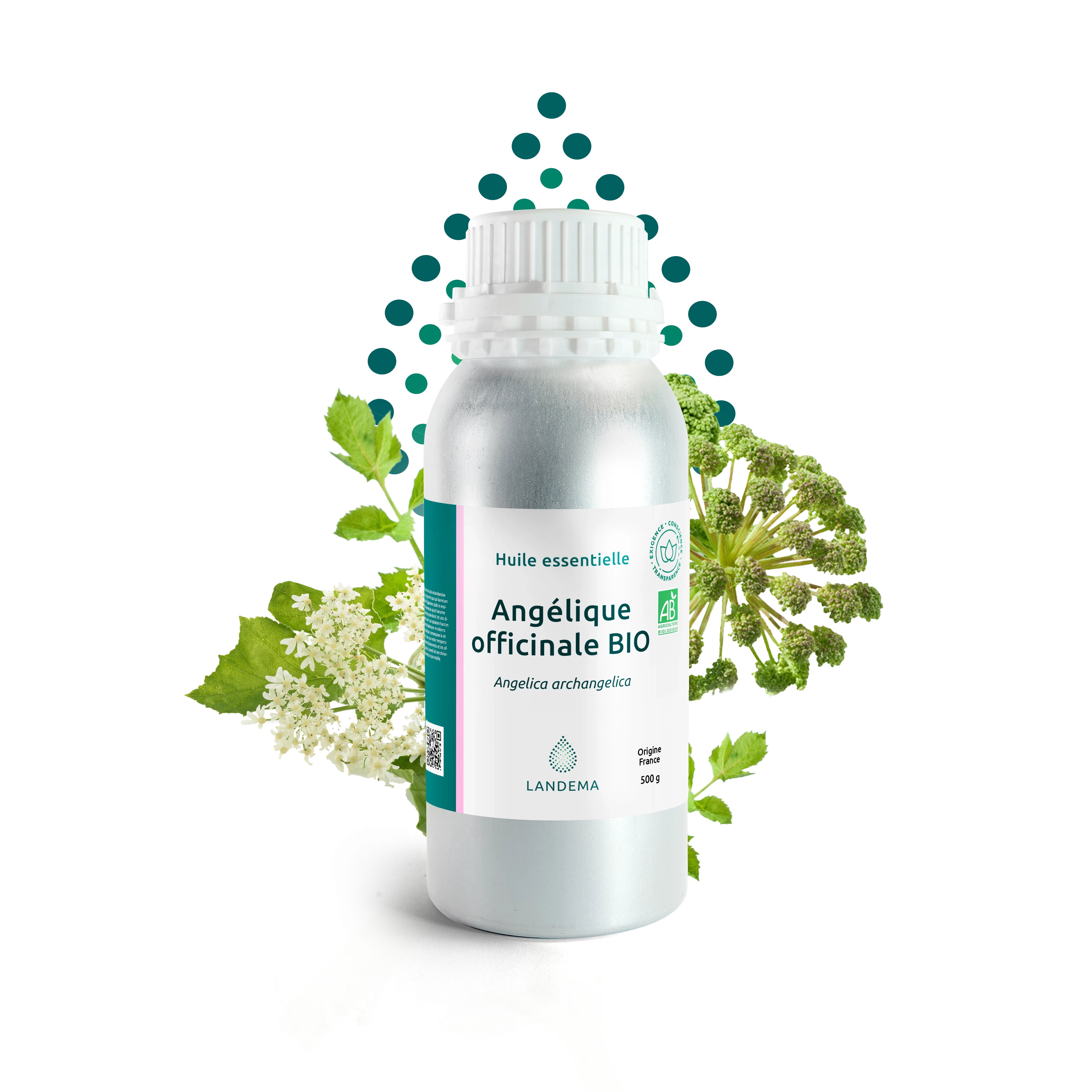 Angélique officinale BIO