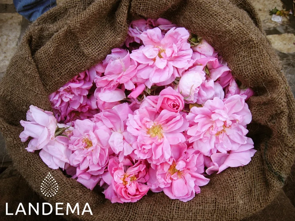 Rose de Damas Absolue