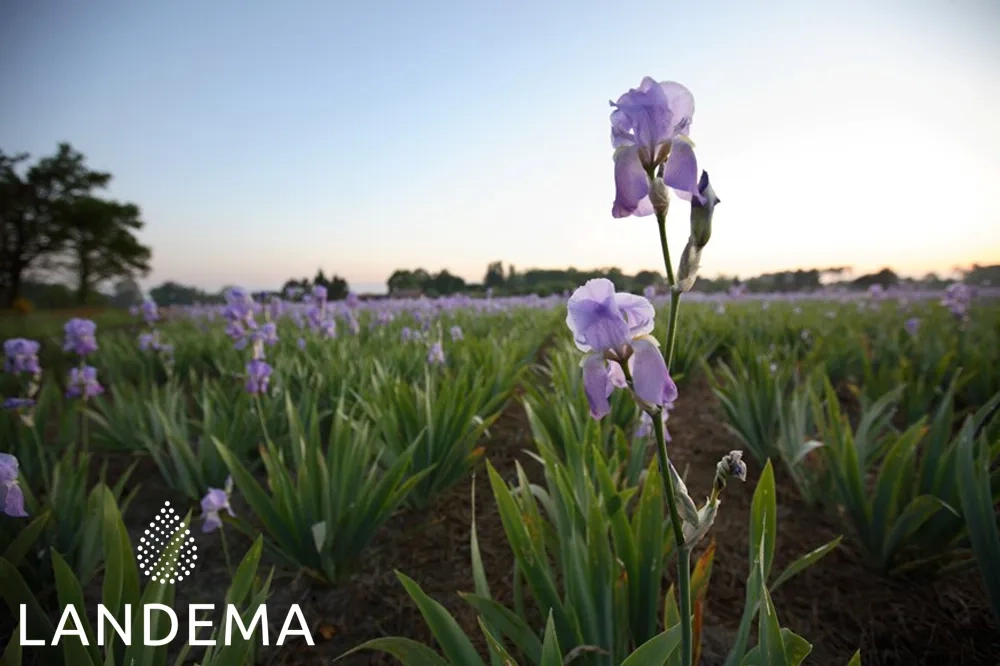 Iris beurre 15% irone