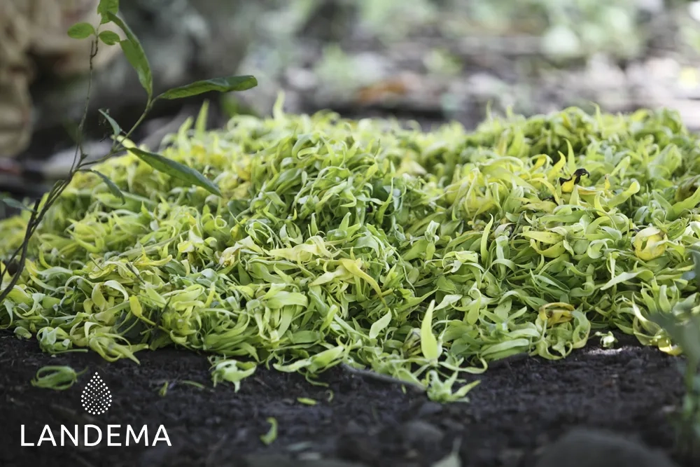 Ylang-Ylang Complète BIO FFL